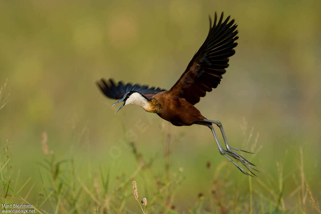 African Jacanaadult, pigmentation, Flight