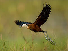 Jacana à poitrine dorée