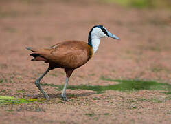 Jacana à poitrine dorée