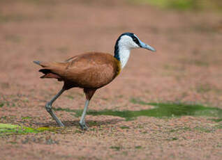 Jacana à poitrine dorée