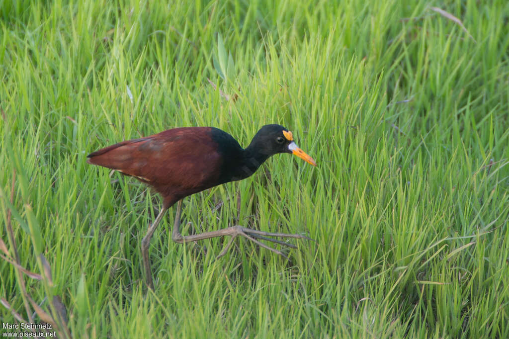 Jacana du Mexiqueadulte, identification