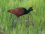 Jacana du Mexique