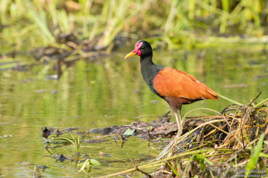 Wattled Jacana