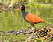 Jacana noir