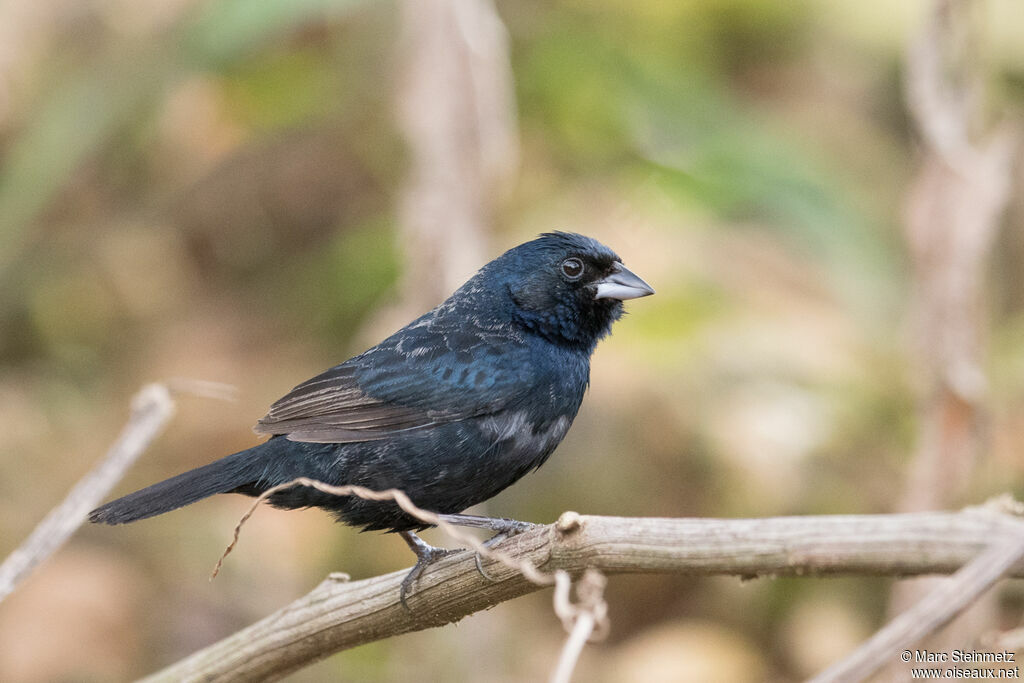 Blue-black Grassquit male