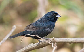 Blue-black Grassquit