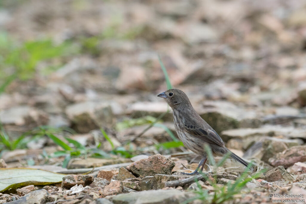 Blue-black Grassquit female