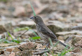 Blue-black Grassquit