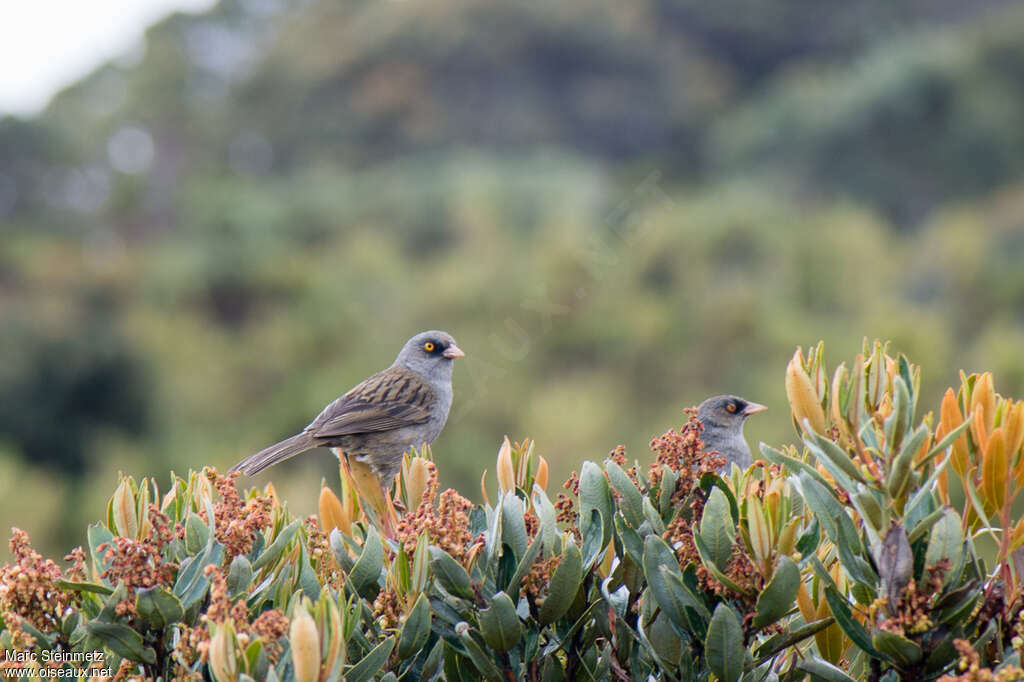 Volcano Junco