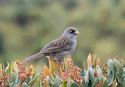 Junco des volcans