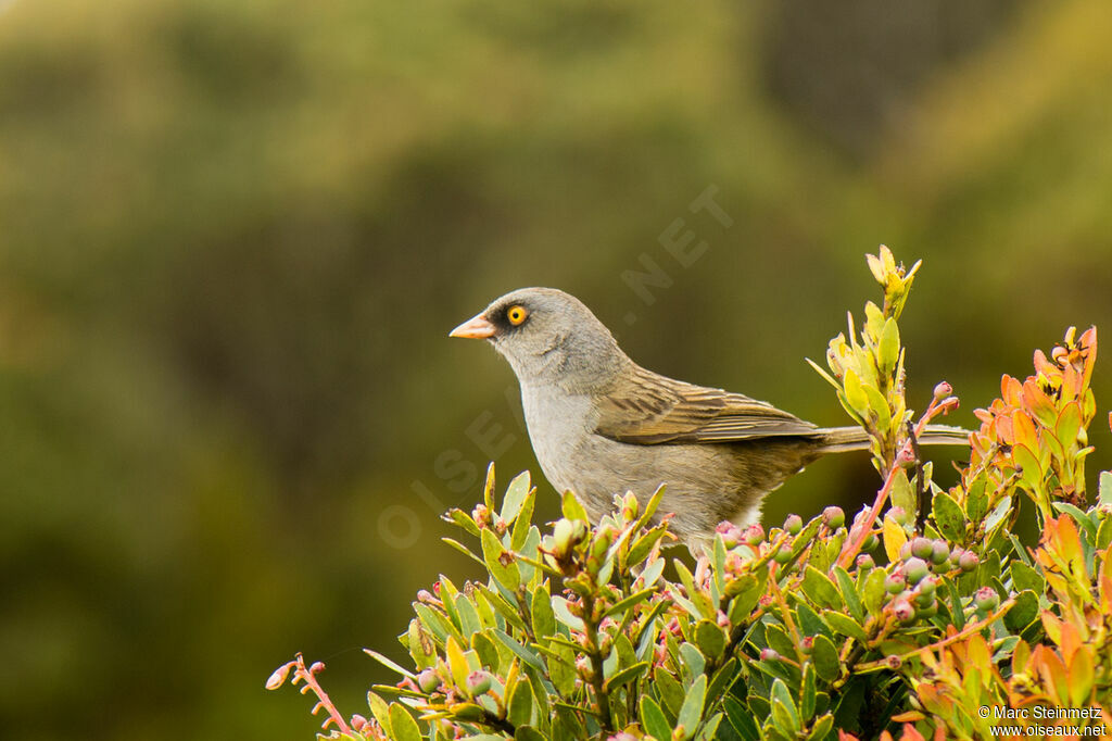 Junco des volcans