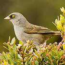 Junco des volcans
