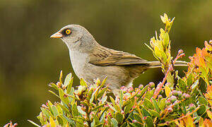 Volcano Junco