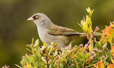 Junco des volcans