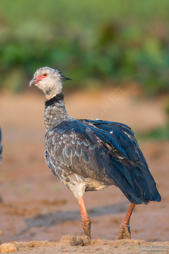 Southern Screamer