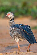 Southern Screamer