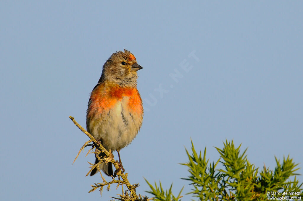 Common Linnet male