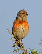 Common Linnet