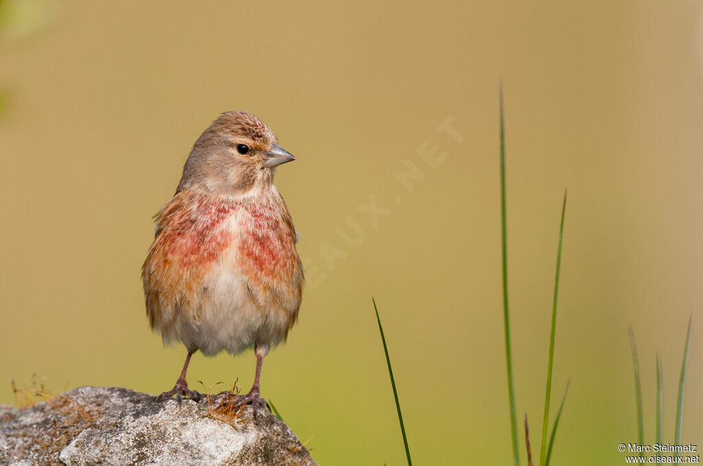 Common Linnet male