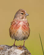 Common Linnet