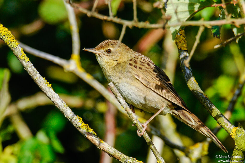 Common Grasshopper Warbler