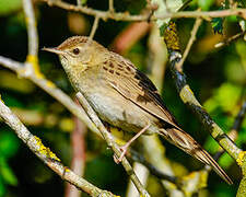 Common Grasshopper Warbler