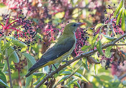 Eurasian Golden Oriole