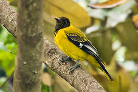 Mountain Oriole