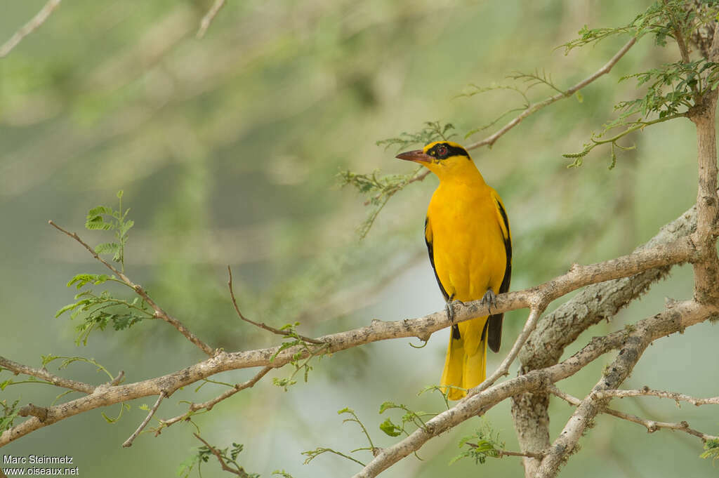 African Golden Oriole male adult, Behaviour