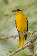 African Golden Oriole