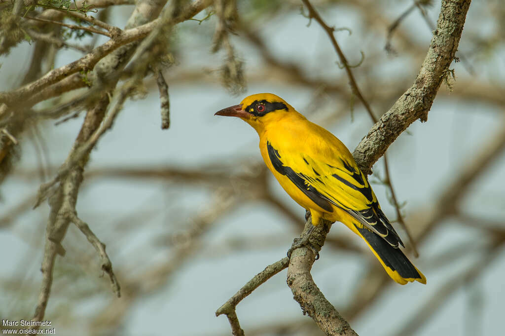 African Golden Oriole male adult, identification