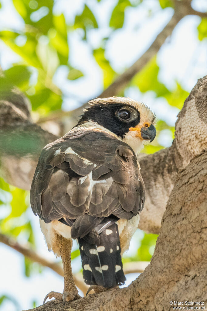 Laughing Falcon