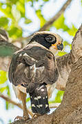 Laughing Falcon