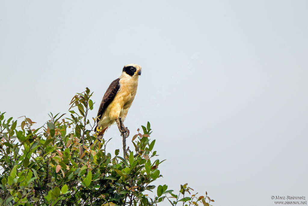 Laughing Falcon