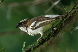 White-browed Sparrow-Weaver