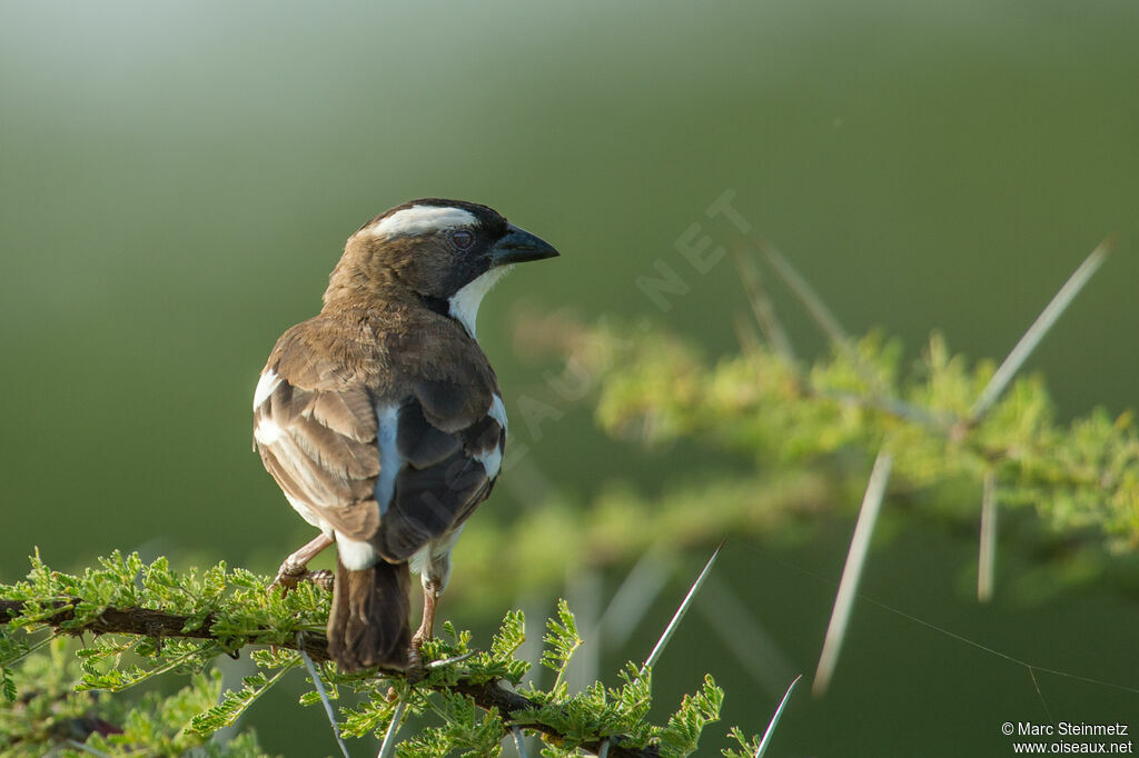 White-browed Sparrow-Weaver