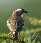 White-browed Sparrow-Weaver