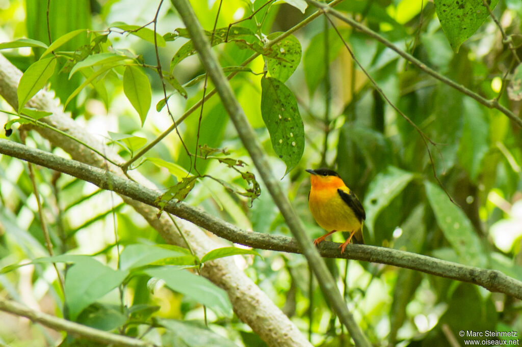 Manakin à col orange