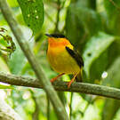 Manakin à col orange