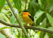 Manakin à col orange