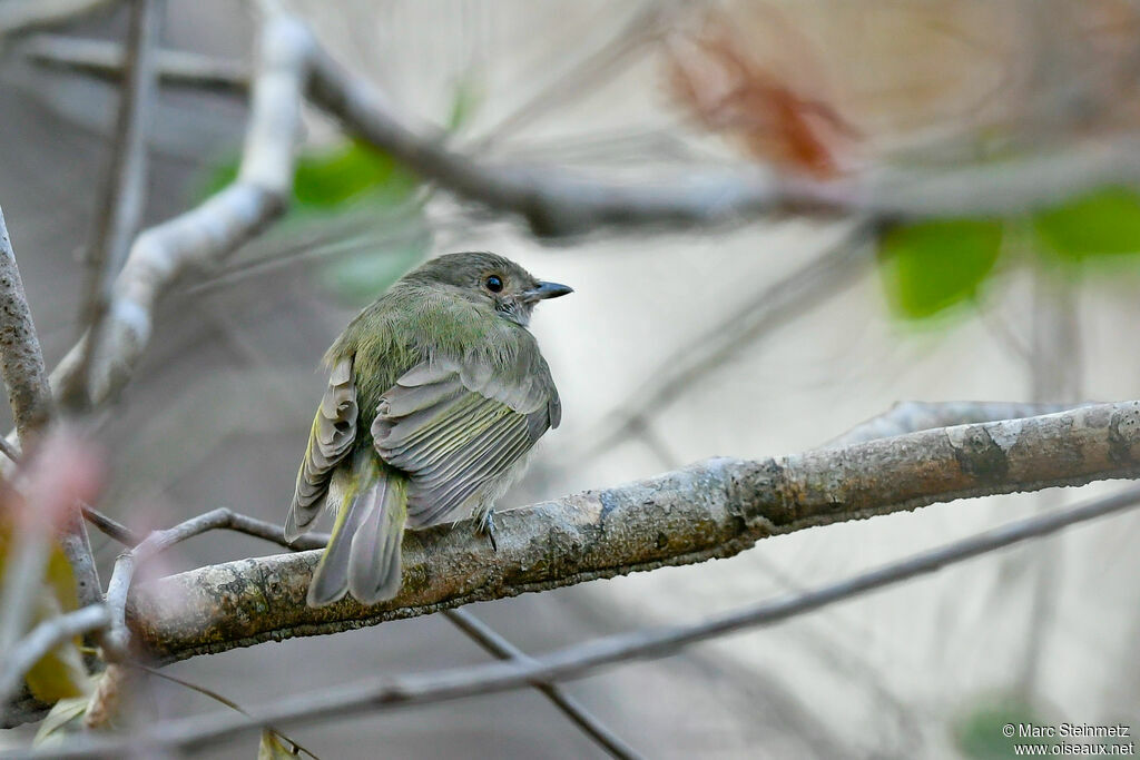 Manakin à ventre blanc