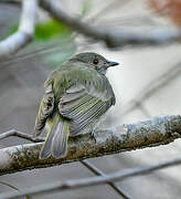 Pale-bellied Tyrant-Manakin