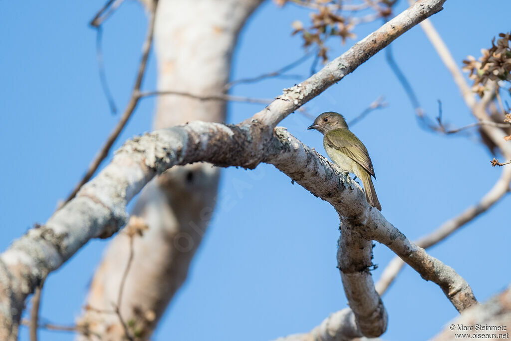 Pale-bellied Tyrant-Manakin