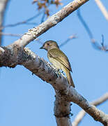 Pale-bellied Tyrant-Manakin