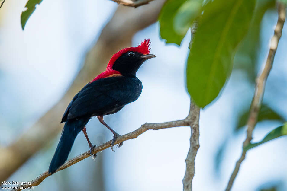 Manakin casqué mâle adulte, identification