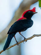 Helmeted Manakin