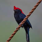 Manakin casqué