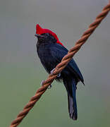 Helmeted Manakin