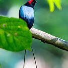 Manakin fastueux