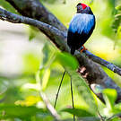 Manakin fastueux